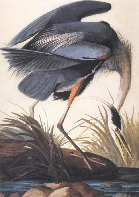 John James Audubon Great Blue Heron China oil painting art